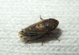Aphrodes Leafhopper species