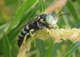 Bembix americana; Sand Wasp species