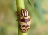 Cryptocephalus leucomelas; Case-bearing Leaf Beetle species 