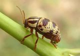 Cryptocephalus leucomelas; Case-bearing Leaf Beetle species 