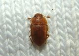 Epuraea rufa; Sap-feeding Beetle species; teneral male