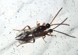 Exallonyx Parasitoid Wasp species; female