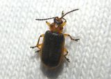 Galerucella nymphaeae; Water-lily Beetle