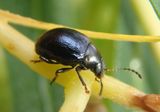 Lexiphanes saponatus; Case-bearing Leaf Beetle species 
