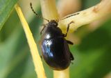 Lexiphanes saponatus; Case-bearing Leaf Beetle species 