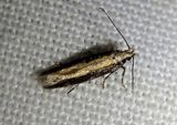 1733.1 - Aristotelia corallina; Twirler Moth species