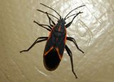 Boisea trivittata; Eastern Boxelder Bug