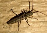 Hippopsis lemniscata; Flat-faced Longhorn Beetle 