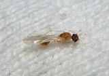 Temnothorax curvispinosus; Acorn Ant species; male 