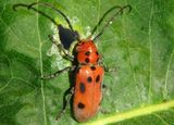 Tetraopes tetrophthalmus; Red Milkweed Beetle