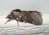 7685 - Heteropacha rileyana; Rileys Lappet Moth 