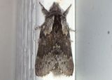 7685 - Heteropacha rileyana; Rileys Lappet Moth 