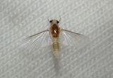 Caenis Small Squaregilled Mayfly species