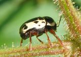 Cryptocephalus mutabilis; Case-bearing Leaf Beelte species; male 