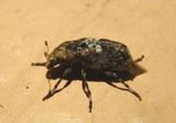 Euparius paganus; Fungus Weevil species