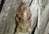 3660 - Archips grisea; Tortricid Moth species; female