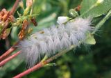 8230 - Cycnia tenera; Delicate Cycnia caterpillar