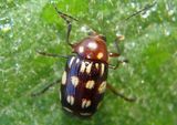 Bassareus clathratus; Case-bearing Leaf Beetle species