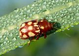 Bassareus clathratus; Case-bearing Leaf Beetle species