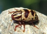 Cryptocephalus leucomelas; Case-bearing Leaf Beetle species