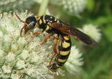 Myzinum quinquecinctum; Five-banded Thynnid Wasp; female