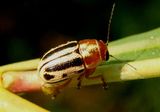 Pachybrachis bivittatus; Scriptured Leaf Beetle species