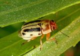 Pachybrachis bivittatus; Scriptured Leaf Beetle species 