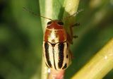 Pachybrachis bivittatus; Scriptured Leaf Beetle species