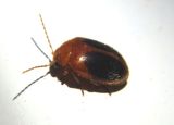 Prionocyphon limbatus; Marsh Beetle species 
