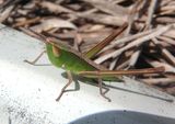 Syrbula admirabilis; Admirable Grasshopper nymph