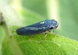 Graphocephala hieroglyphica; Sharpshooter species; male