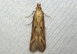 1685 - Metzneria lappella; Burdock Seedhead Moth 