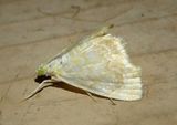 4869 - Glaphyria glaphyralis; Common Glaphyria Moth 