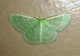 7058 - Synchlora aerata; Wavy-lined Emerald