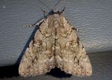 8781 - Catocala judith; Judiths Underwing