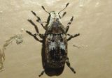 Euparius marmoreus; Fungus Weevil species 