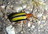 Lema daturaphila; Three-lined Potato Beetle 
