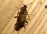 Macratria murina; Antlike Flower Beetle species
