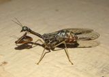 Dicromantispa sayi; Says Mantidfly