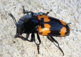 Megalodacne heros; Pleasing Fungus Beetle species