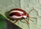 Calligrapha praecelsis; Leaf Beetle species