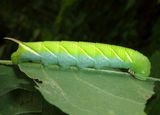 7787 - Ceratomia undulosa; Waved Sphinx caterpillar 