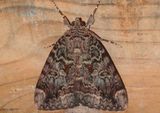 8770 - Catocala innubens; The Betrothed