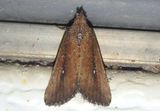9690 - Condica videns; White-dotted Groundling