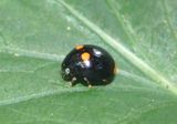 Brachiacantha quadripunctata quadripunctata; Spurleg Lady Beetle species; female