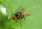 Anthomyiidae Root-maggot Fly species