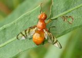 Rivellia pallida/imitabilis complex; Signal Fly species