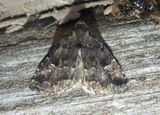 8428 - Dyspyralis nigellus; Owlet Moth species