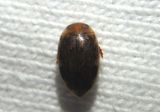 Neoporus Predaceous Diving Beetle species