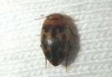 Neoporus undulatus; Predaceous Diving Beetle species
